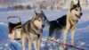 Dog sledding in winter